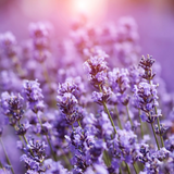 Mainstays Pure Essential Oil, Lavender, 15 ml, Therapeutic Grade, for Use with Oil Diffusers