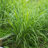 Mainstays Pure Essential Oil, Lemonggrass, 15 ml, Therapeutic Grade, for Use with Oil Diffusers